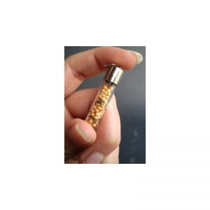 Semillas de mostaza en tubo de cristal-120